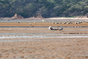 View of the seagull on the sand beach