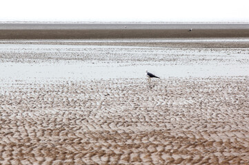 View of the seagull on the sand beach