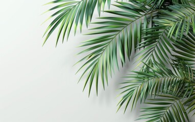 Green leaves isolated on white background and free copy space