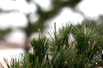 Close-up of the pine trees