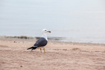 View of the seagull on the sand beach