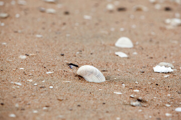 View of the seashell on the sand beach