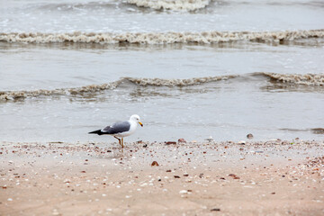 View of the seagull on the sand beach