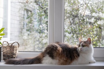 Adorable cat on window sill