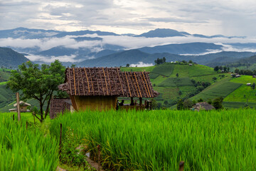 Rice terrace fields at Pa Bong Piang village Chiang Mai, Thailand. - 782785109