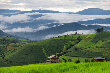 Rice terrace fields at Pa Bong Piang village Chiang Mai, Thailand. - 782785118