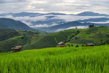 Rice terrace fields at Pa Bong Piang village Chiang Mai, Thailand. - 782785119