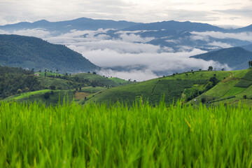 Rice terrace fields at Pa Bong Piang village Chiang Mai, Thailand.