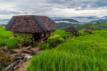 Rice terrace fields at Pa Bong Piang village Chiang Mai, Thailand. - 782785165