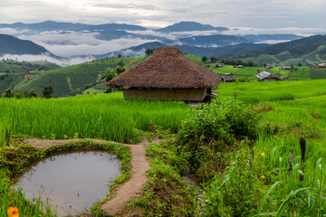 Fototapeta na wymiar Rice terrace fields at Pa Bong Piang village Chiang Mai, Thailand.