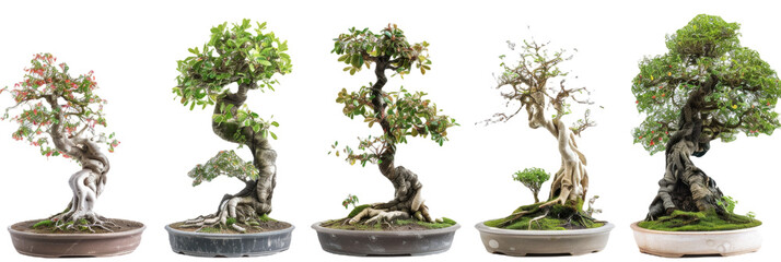 HD Bonsai Trees
