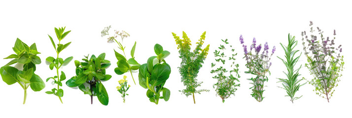 HD Aromatic Herbs - obrazy, fototapety, plakaty