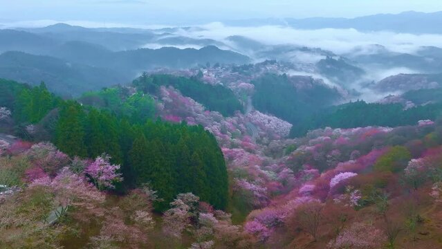 aerial view of cherry blossom in Japanese mountains, foggy spring morning in Yoshino mountains, Japan, sakura in bloom in Nara, Japan, drone view of Japanese cherry blossom