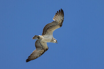 Australian Eastern Osprey with blue sky background