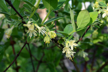 Flowers of Lonicera edulis.