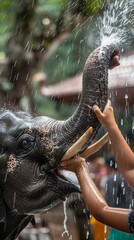 An intimate Songkran scene a young elephant receiving a wash from its caretaker