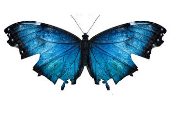Butterfly isolated on Transparent Background. crack wings - obrazy, fototapety, plakaty