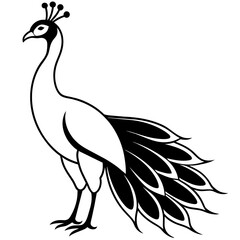 illustration of peacock