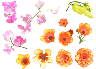 切り抜き透過素材セットースイートピーとラナンキュラス