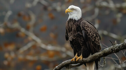 Portrait of majestic American bald eagle perched on branch, symbolizing wildlife in USA