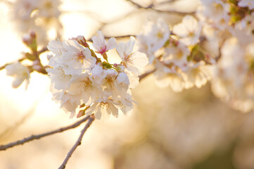 夕日に照らされるソメイヨシノ桜(オレンジ)