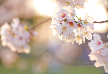 夕日に照らされるソメイヨシノ桜のアップ(ピンク)