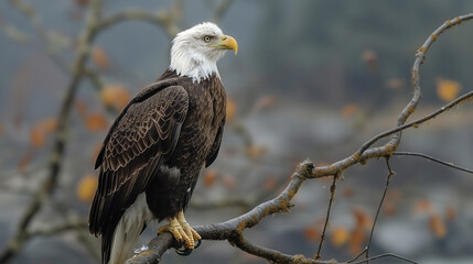Obraz premium Portrait of majestic American bald eagle perched on branch, symbolizing wildlife in USA
