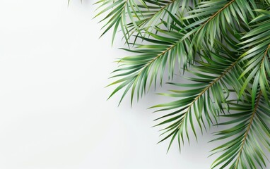 Green leaves isolated on white background and free copy space