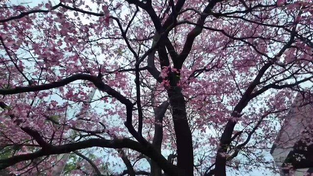 Pink Dogwood Tree under canopy