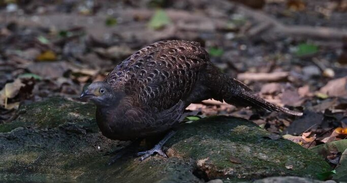 Drinking water deep in the forest during summer and turns its head to the right, Grey peacock-pheasant Polyplectron bicalcaratum, Female, Thailand
