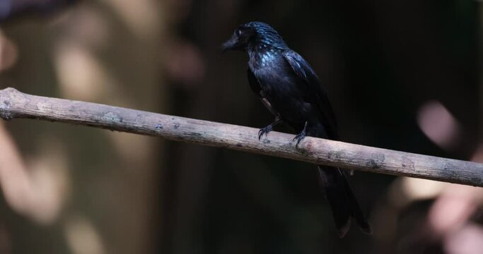 Looking around and down moving its wings quickly, -Bronzed Drongo Dicrurus aeneus, Thailand