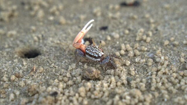 Wild male sand fiddler crab in its natural habitat, foraging and sipping minerals on the tidal flat, feeds on micronutrients and creates tiny sand balls around its burrow, close up shot.