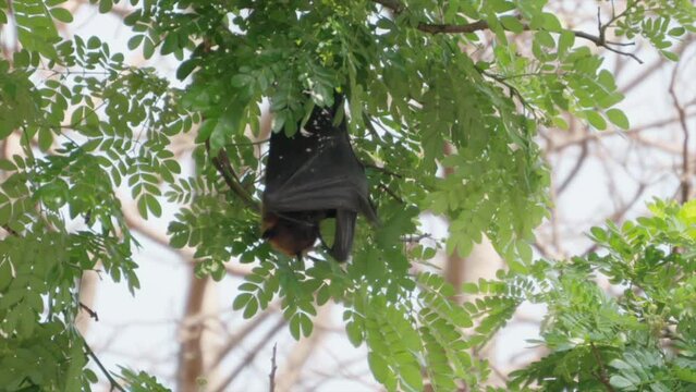 Fruit Bat Hanging From Trees drove view in Kolhapur