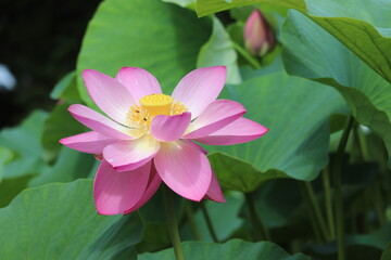 pink lotus flower