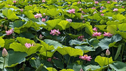  pink lotus water flowers