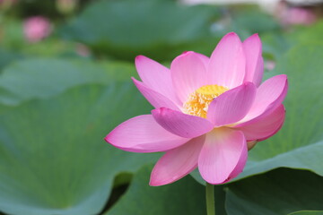pink lotus flower