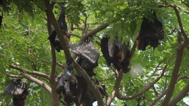 Fruit Bats Hanging From Trees closeup view in Kolhapur