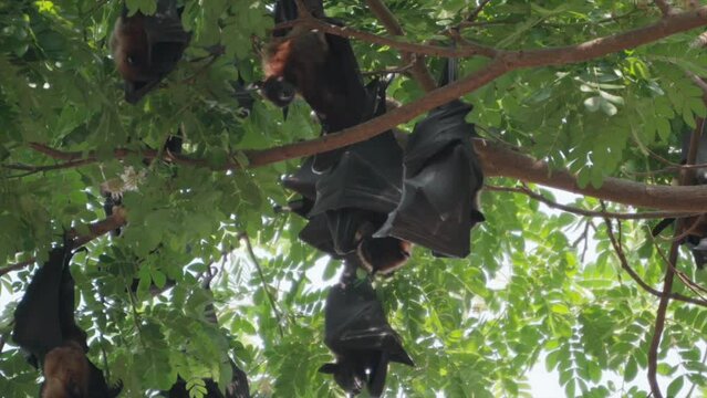 Fruit Bats Hanging From Trees closeup view in Kolhapur