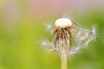 Dandelion seeds on a background of fresh greenery in the morning sun. macro photography, soft focus