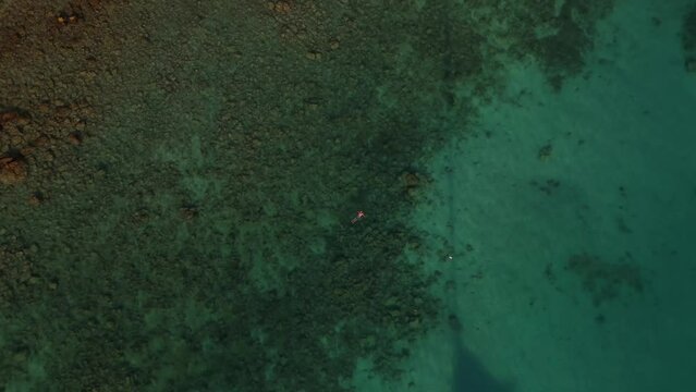 Video of a Man Swimming in the Clear Beautiful Waters of Aruba with a Display of a Bird going after a Fish