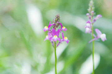 リナリアの花