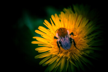 Abeille pollen sur fleur jaune