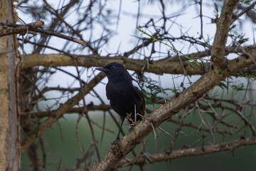 Sooty chat, (Myrmecocichla nigra)