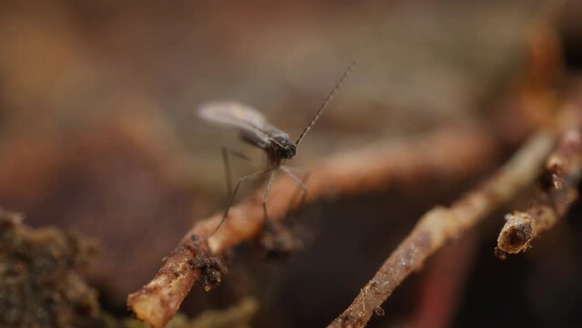 A fungus fly, also called a gnat, in a close up shot on the roots of a plant.