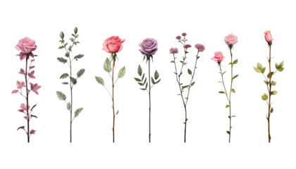 set of rose flowers isolated on transparent background cutout