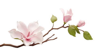 pink magnolia flower isolated on transparent background cutout