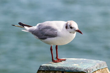 Nahaufnahme Möwe Meeresvogel - 782814924