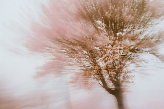 Blurred image of tree with pink flowers on white background,  Abstract background