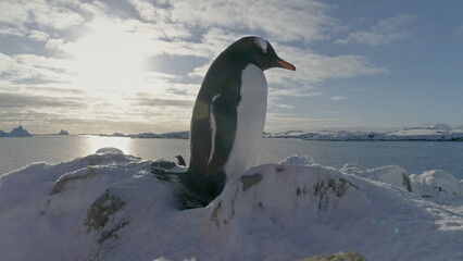 Antarctica Gentoo Penguin Close-up Portrait. Bird Sits on Nest and Guards it. Cute South Pole...