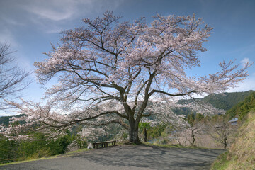 一本桜